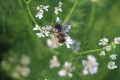 Abeille sur fleur de coriandre