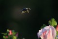 Le vol du bourdon