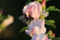 Le vol du bourdon