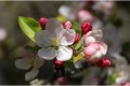 Pommier fleurs