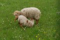 tendresse