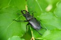 Le Cerf-volant