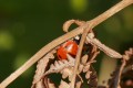 Coccinelle d'automne