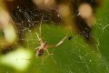 Araignée du matin