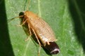 Blatte