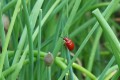 Cardinal