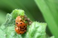 Coccinelles très confinées