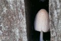 A l'ombre
