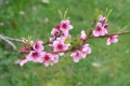 Fleurs de pêcher