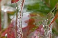 Stalactite