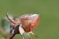 Bouton de rose