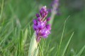 Orchis sauvage