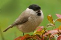 Mésange Nonnette  figure sur la liste rouge des espèces nicheuses en Poitou-Charentes 