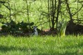 pic épeiche femelle