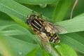 Syrphide