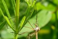 Tipule