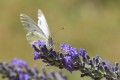 La vie en mauve