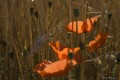 Coquelicot