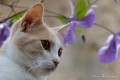 Un chat est un chat (et inversement)