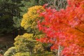 Automne au Parc Oriental de Maulévrier