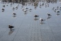 Vos gueules les mouettes