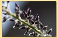 glycine
