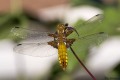 libellule_01