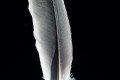 plume