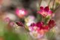 saxifrage_02