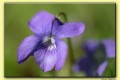 violette