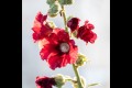 Rose trémière