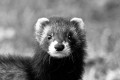070815furet-92