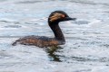 Grebe à cou noir