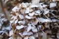 hiver au jardin 2017