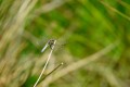 11062017-_pra8507