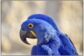 Perroquet ZOO de DOUE
