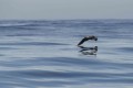 joué avec les reflets de l'océan
