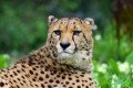GUEPARD