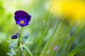 dans le jardin