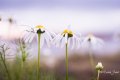 marguerites