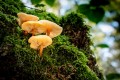 tiens des champignons 