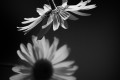 Thierry.T - BNW