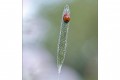 FRANCIS.M_Coccinelle demoiselle 