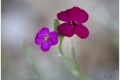 Aubriète