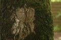Coeur d'arbre - Bruno P