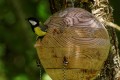Mésange aux mongolfiades