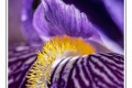 Dom.M.....Iris 