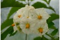 Fleur de patates