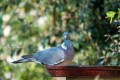 Jacques_P  je peux manger?