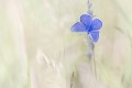 francis_m_blue_tirage
